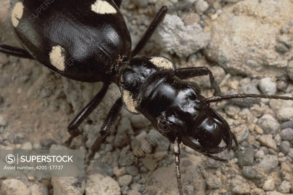Giant Ground Beetle, Zabul, Iran