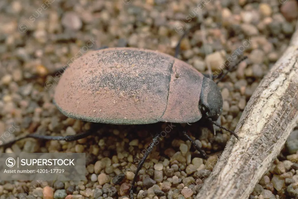 Darkling Beetle (Onymacris sp), Kerman Dunes, Iran
