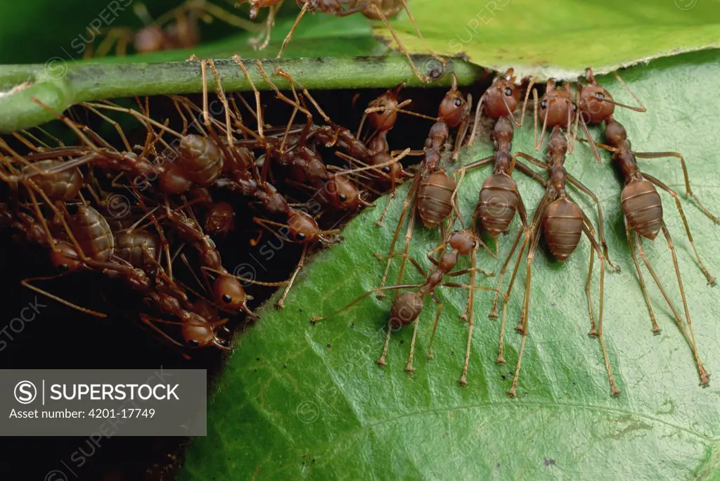 Weaver Ant (Oecophylla longinoda) group grab an adjacent leaf and stem with mandibles and toes and pull, gradually binding them together to make a nest, Malaysia