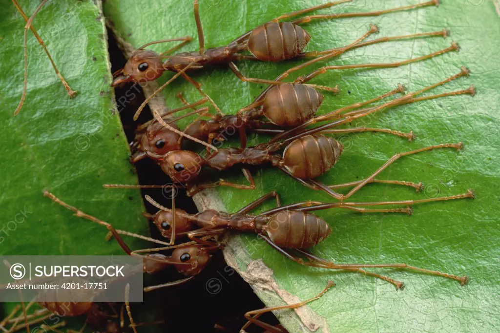 Weaver Ant (Oecophylla longinoda) group grab an adjacent leaf and stem with mandibles and toes and pull, gradually binding them together to make a nest, Malaysia