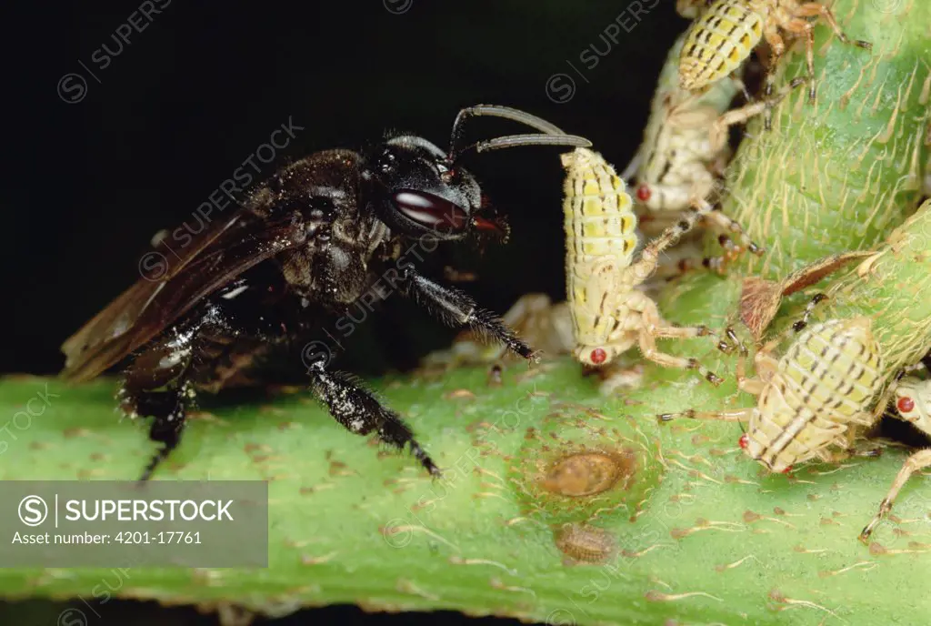 Sweat Bee stealing nectar, intended for ants, from bugs, Cameroon