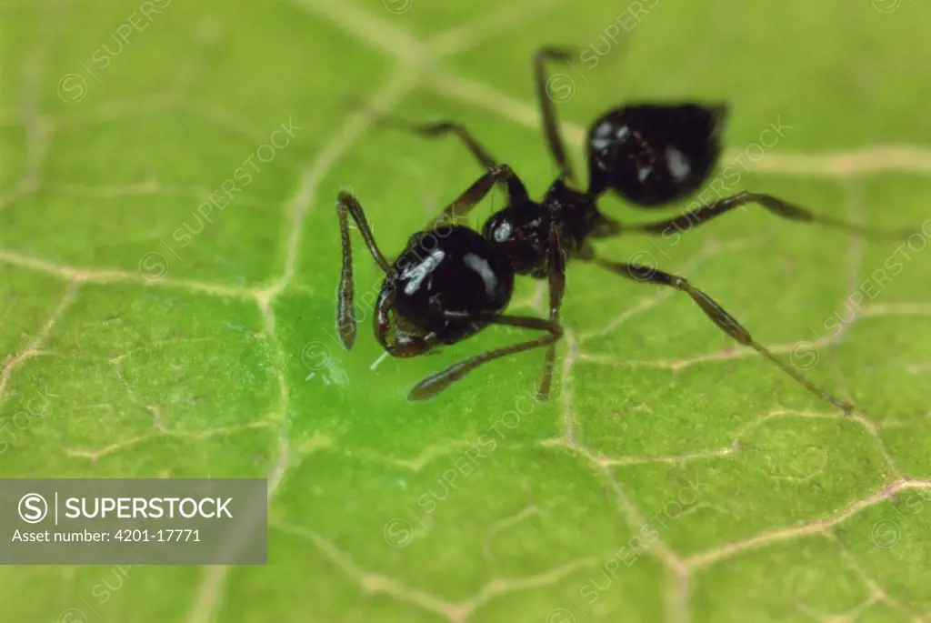 Ant (Crematogaster sp) drinking nectar from plant, French Guiana