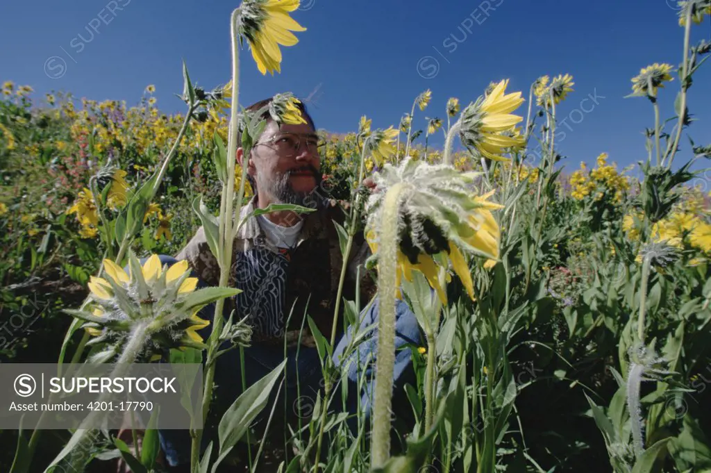 Dr David Inouye studies Aspen Sunflowers protected by ants, Colorado