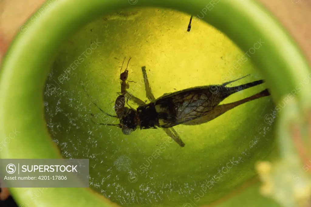 Carpenter Ant (Camponotus sp) swims unharmed in digestive juices of pitcher plant collecting cricket prey which would otherwise decompose and turn juices foul, the symbiotic relationship benefits both ant and plant, Brunei, Borneo