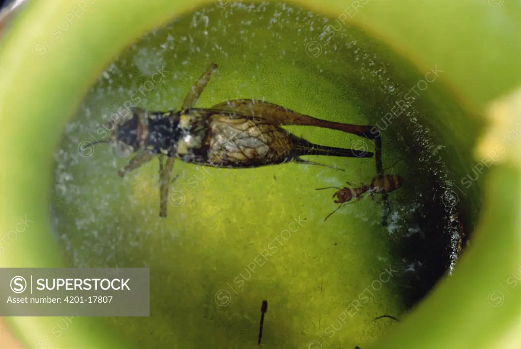Carpenter Ant (Camponotus sp) swims unharmed in digestive juices of pitcher plant collecting large prey which would otherwise decompose and turn juices foul The symbiotic relationship benefits both ant and plant, Brunei, Borneo