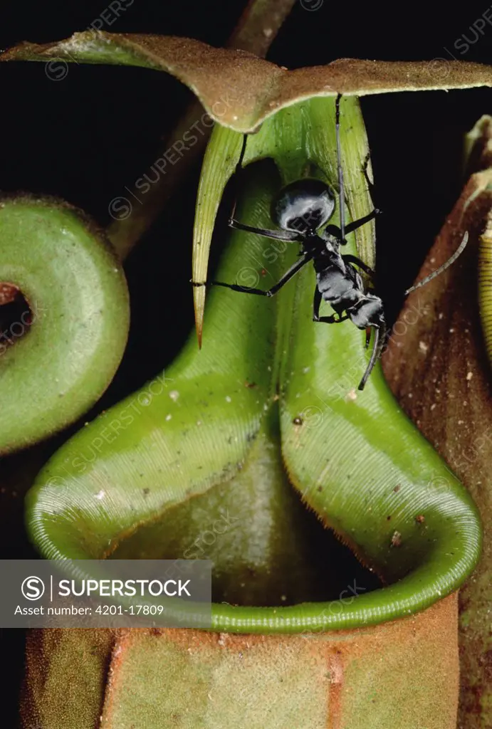 Insects, including ants fall into pitcher plant and drown, Brunei, Borneo