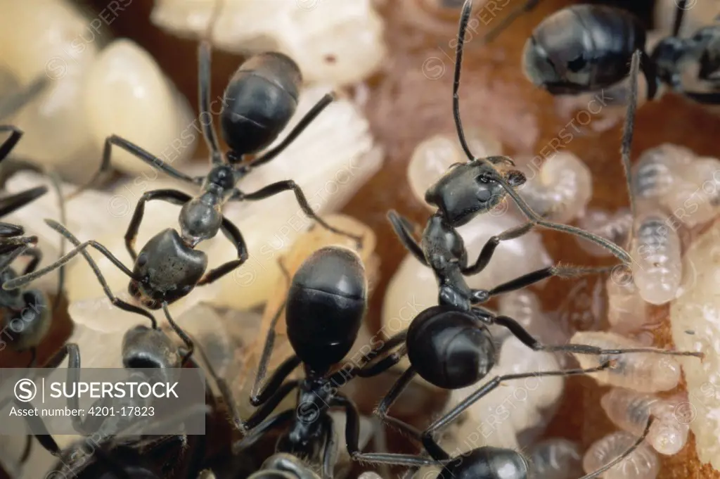Ant (Formicidae) colony living in Ant Plant (Hydnophytum sp), Papua New Guinea