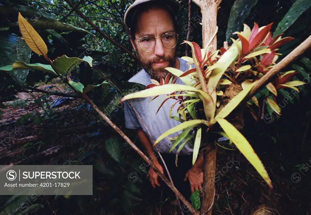 Ant researcher, Gary Alpert observing ant garden, French Guiana