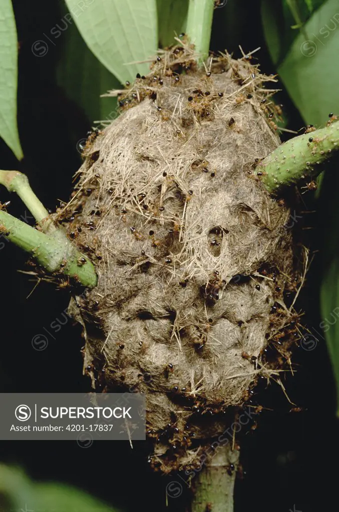 By building carton nests, some ants live in plants that do not provide them housing, Gombak, Malaysia