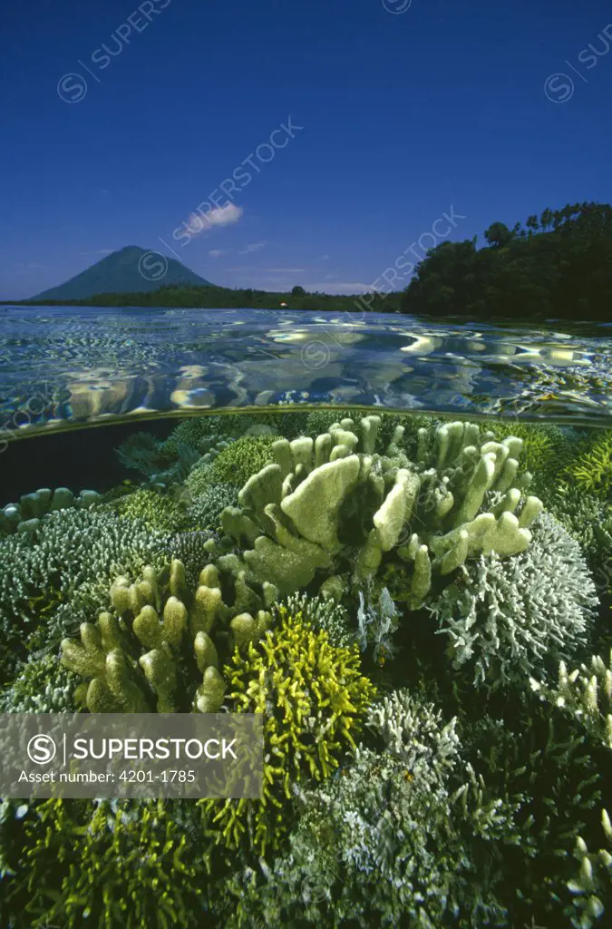 Garden of Hard Corals just beneath the water's surface at Bunaken Island, Manado Tua Marine National Park, Manado, North Sulawesi, Indonesia