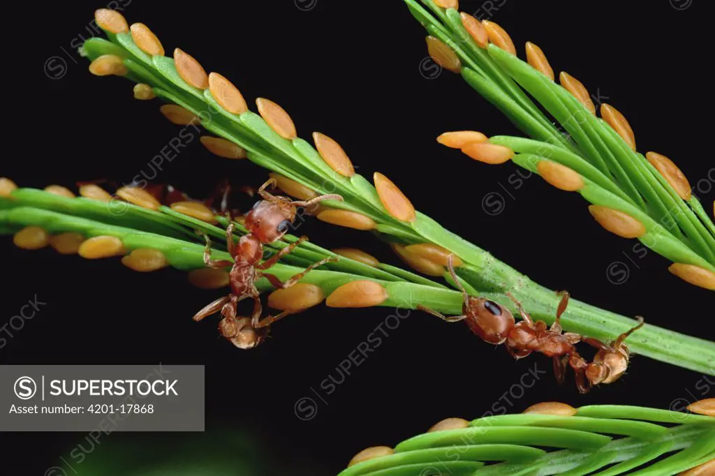 Ant (Pseudomyrmex sp) gathers carrot-like growths from Whistling Thorn (Acacia drepanolobium) acacia tree for delivery to larva in nest, in return for baby food, ant protects Acacia, Costa Rica