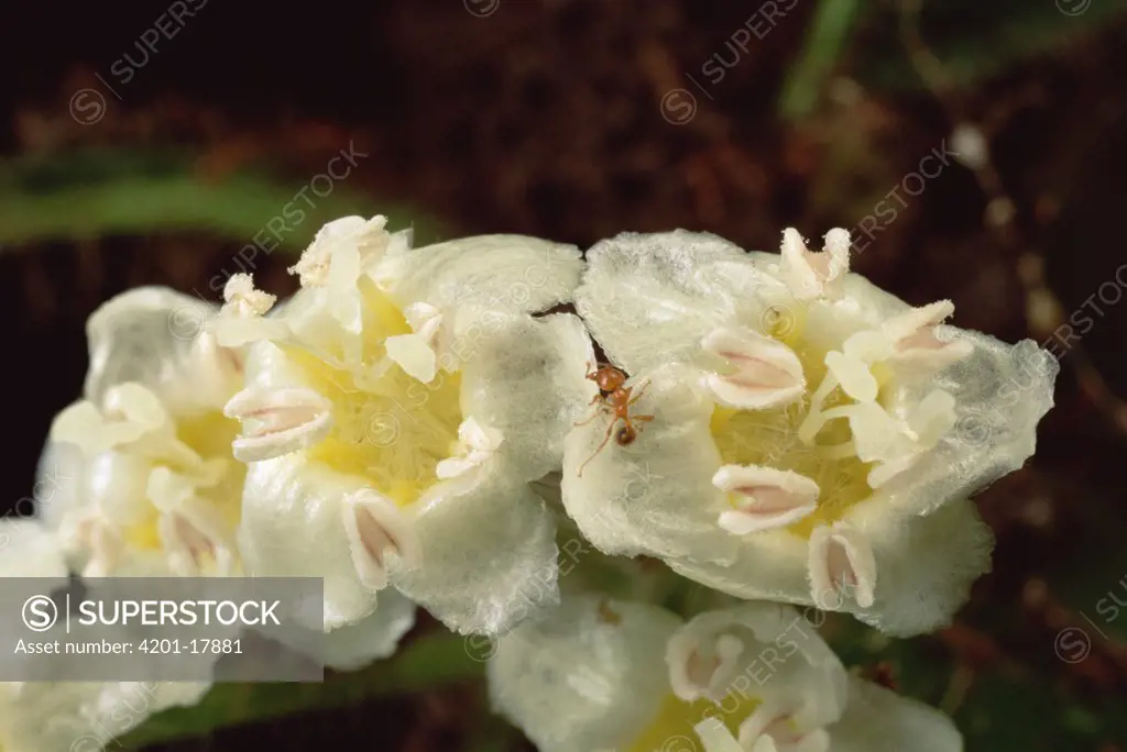 Ant (Allomerus sp) species are parasitic to Cordia bushes, castrating their plants by killing their flowers