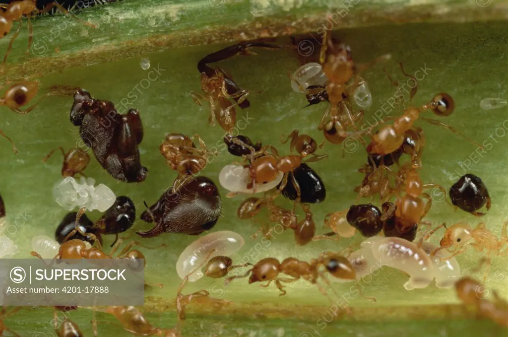 Ant (Allomerus sp) group dismember corpses of their enemies within the hollow branches of Cordia (Cordia nodosa) host tree, Peru
