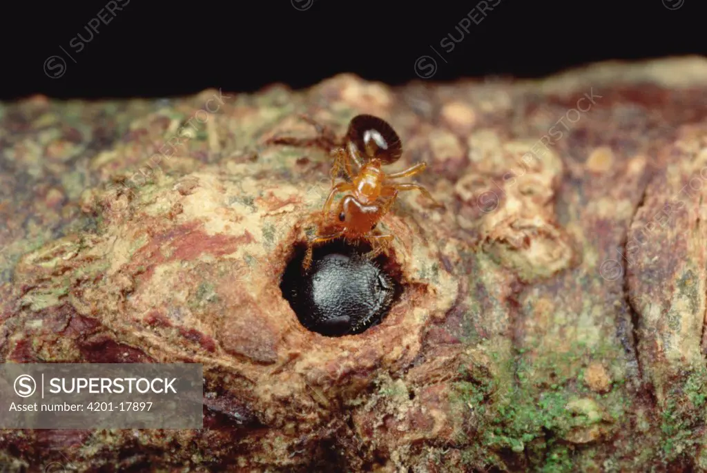 Ant (Petalomyrmex sp) cannot drive larger parasitic soldier ant (Cataulacus sp) from the host tree because it has blocked the entrance with its head, Cameroon