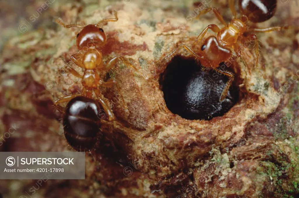 Ant (Petalomyrmex sp) group cannot drive parasitic ants (Cataulacus sp) from the tree because parasite soldiers blocks entrance with head, Cameroon