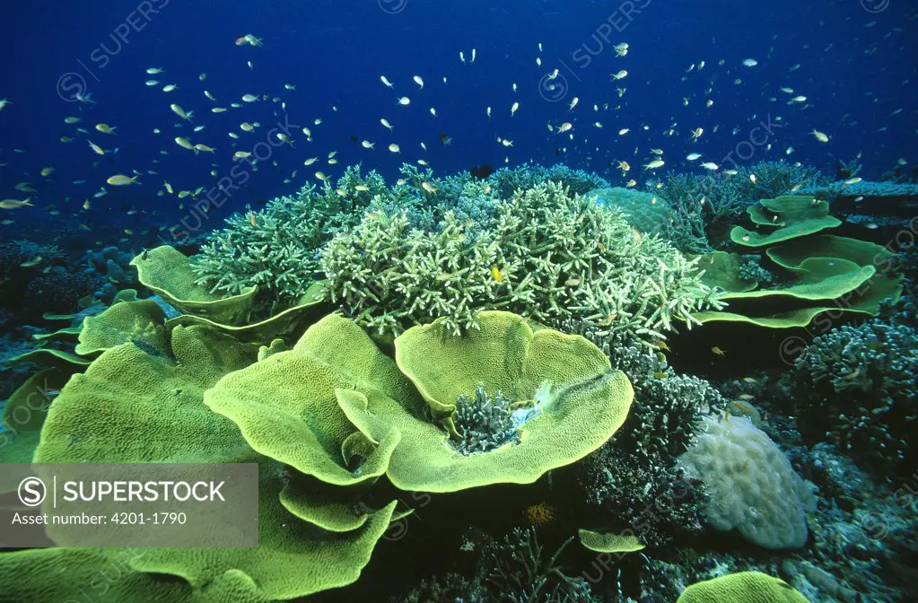 Cabbage Coral (Turbinaria sp) and Stony Coral (Acropora sp) with fish in reef, Papua New Guinea