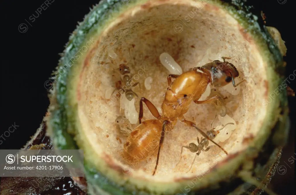 Ant (Azteca sp) queen, in her host (Cecropia sp) tree, starting her colony, Manu, Peru