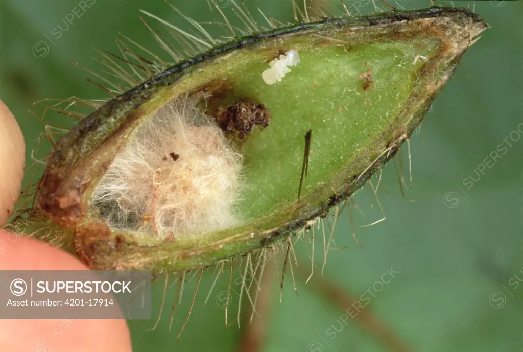 Ant (Formicidae) queen unable to survive in the Borage (Boraginaceae) tree due to fungus, Peru