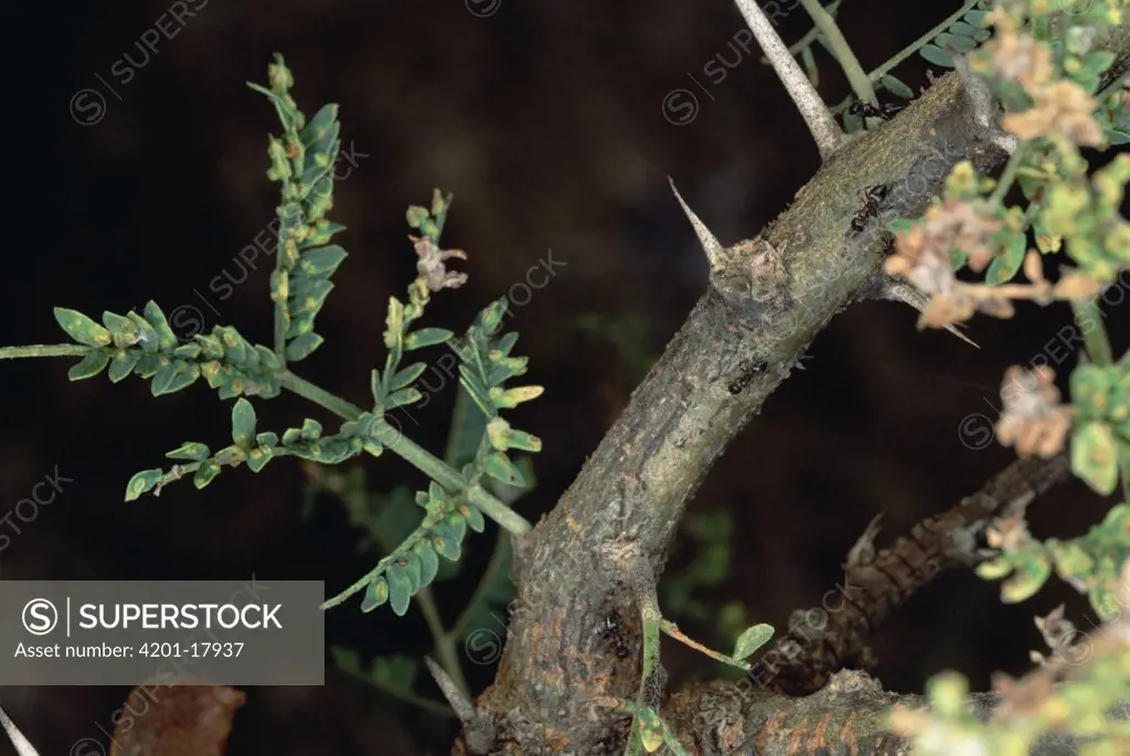 Ant (Crematogaster sp) group let leaves be overgrown by galls