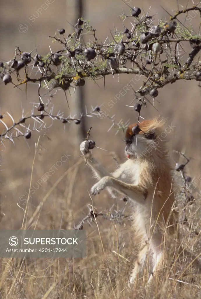 Patas Monkey (Erythrocebus patas) feeding off Whistling Thorn (Acacia drepanolobium) acacia tree thorn occupied by Parasitic Ant (Tetraponera sp), Africa