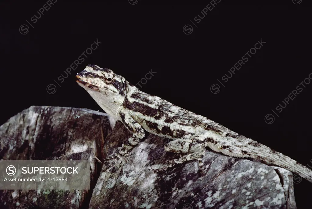 Anolis Lizard (Anolis sp) portrait, Monteverde, Costa Rica