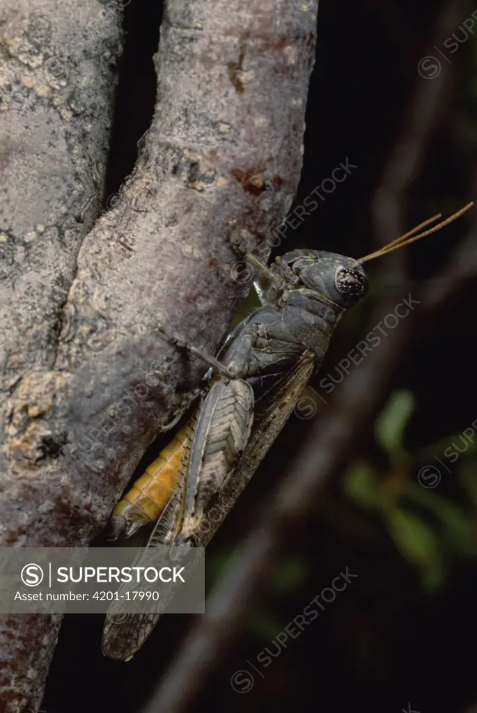 Clicker Grasshopper (Ligurotettix coquilletti) in a typical position on Creosote trunk (Larrea tridentata)
