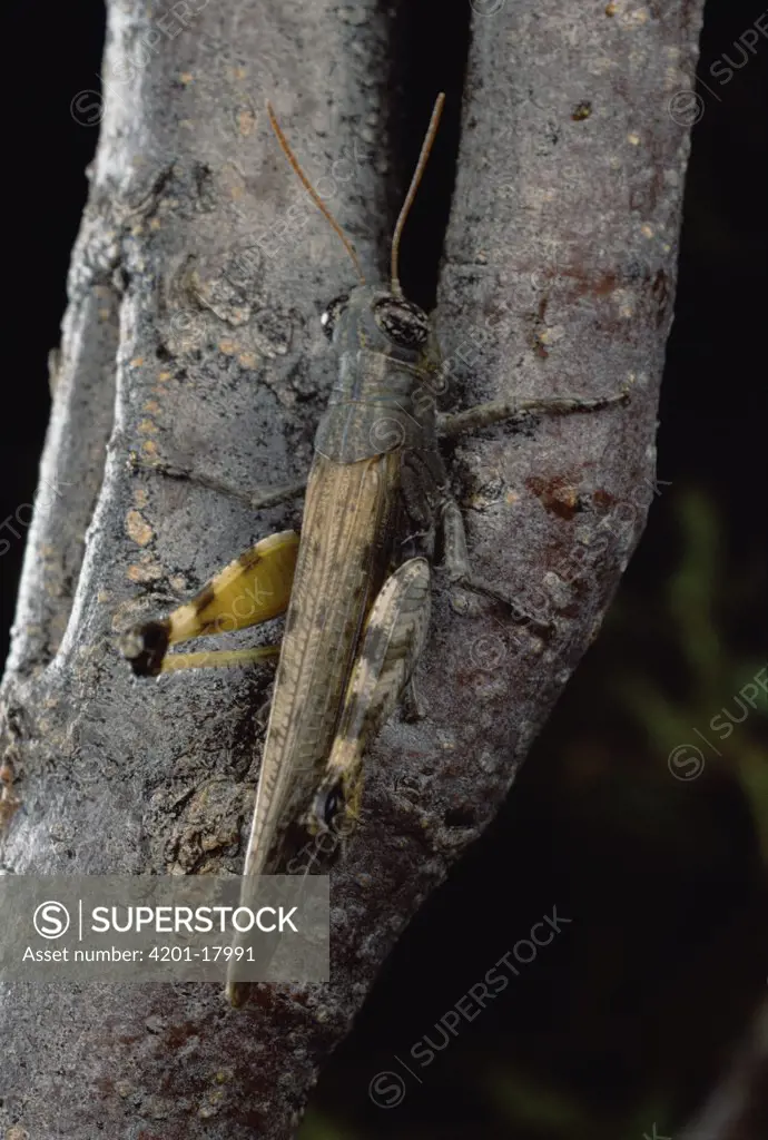 Clicker Grasshopper (Ligurotettix coquilletti) in a typical position on Creosote trunk (Larrea tridentata)