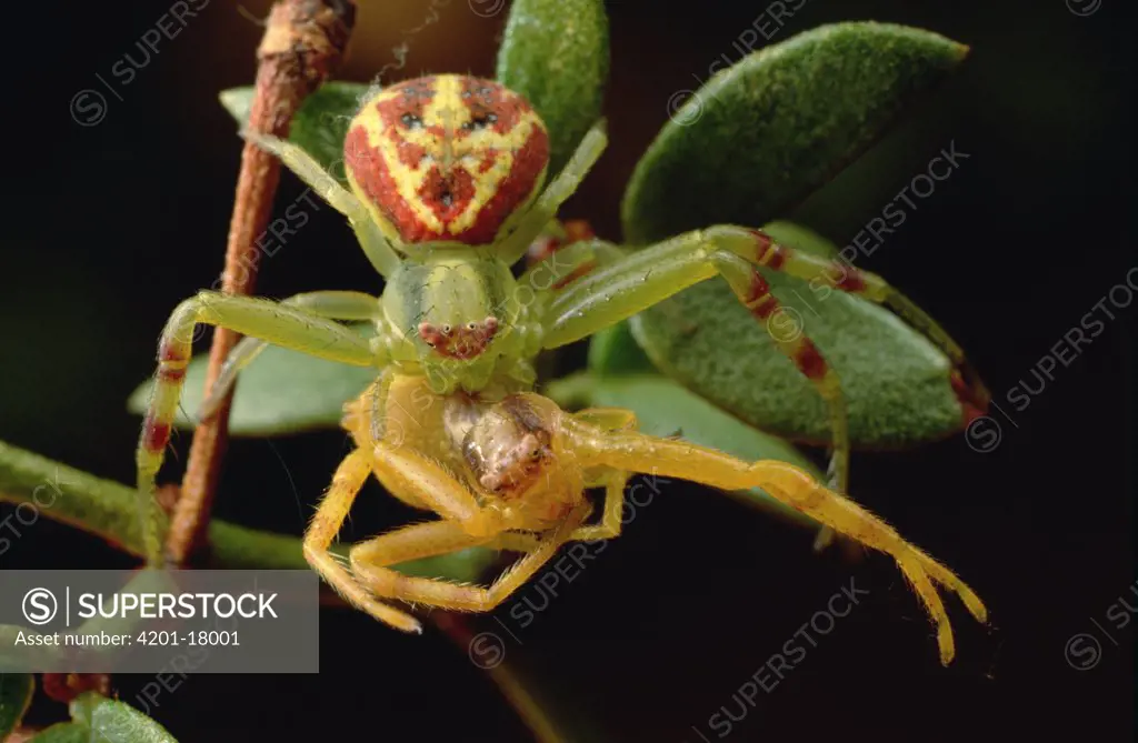 Crab Spider (Thomisidae) on Creosote bush (Larrea tridentata) practices cannibalism