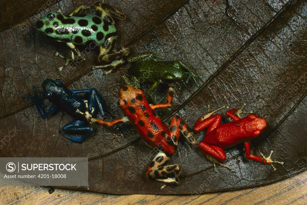 Strawberry Poison Dart Frog (Dendrobates pumilio) group showing color variation from different islands of Bocas del Toro, Panama