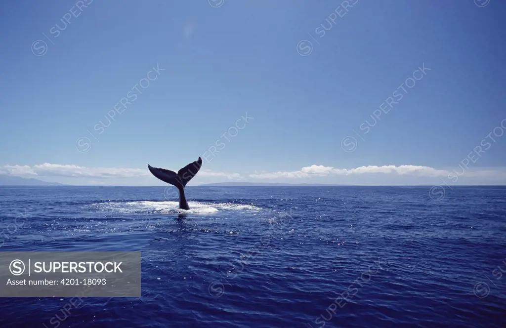 Humpback Whale (Megaptera novaeangliae) tail lob, Maui, Hawaii