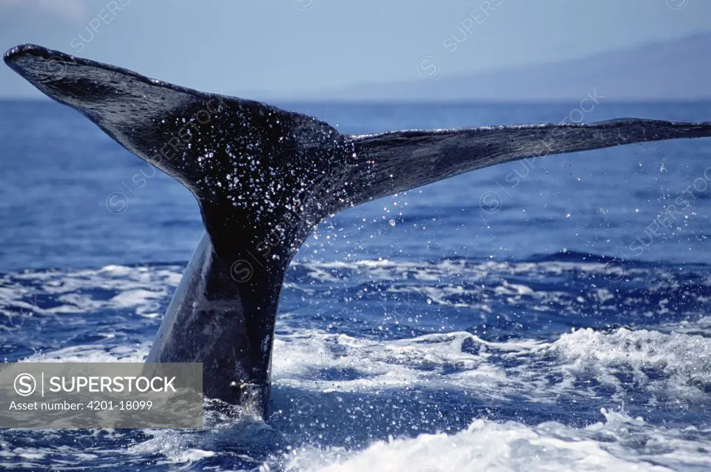 Humpback Whale (Megaptera novaeangliae) whale tail, Maui, Hawaii Notice must accompany published photo - photo obtained under NMFS permit #987