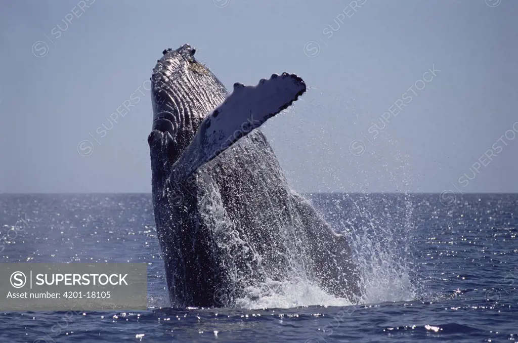Humpback Whale (Megaptera novaeangliae) breaching, Maui, Hawaii Notice must accompany published photo - photo obtained under NMFS permit #987