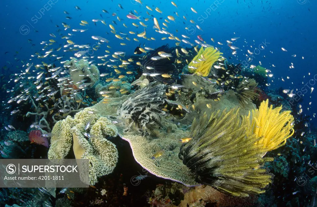 Sweeper (Parapriacanthus sp) and Basslet school (Pseudanthias sp) feeding in the currents above a coral plate covered with Crinoids, Papua New Guinea