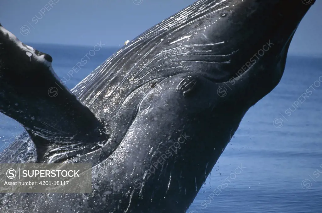 Humpback Whale (Megaptera novaeangliae) breaching, Maui, Hawaii Notice must accompany published photo - photo obtained under NMFS permit #987