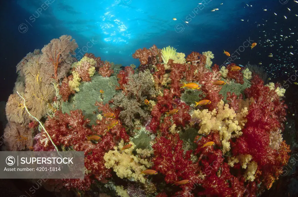 Sea Fan (Gorgoniidae) and red and yellow Soft Coral (Dendronephthya sp) covering rock, Ko Tachi, Andaman Sea, Thailand
