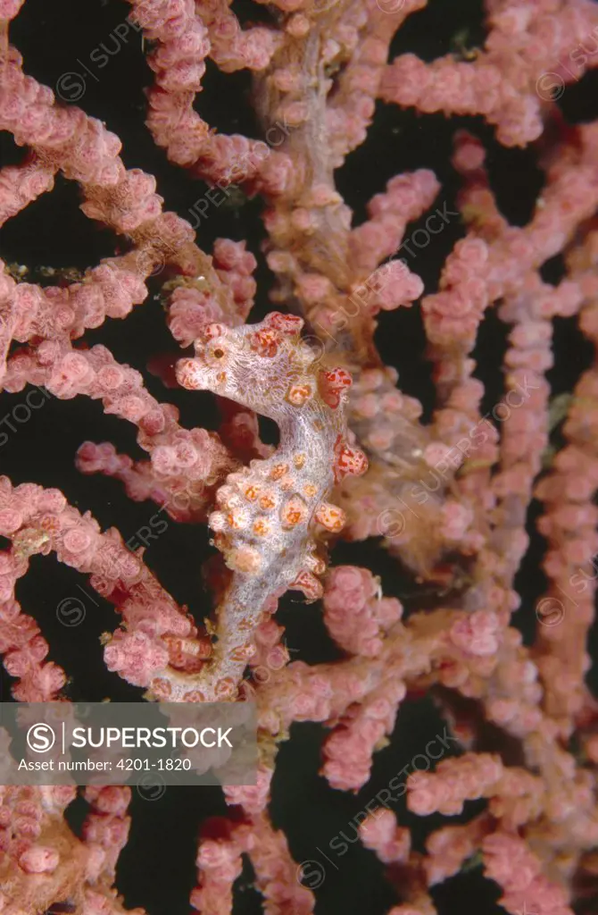 Pygmy Seahorse (Hippocampus bargibanti) clinging to a Gorgonian Coral Fan, Lembeh Straits, Sulawesi, Indonesia