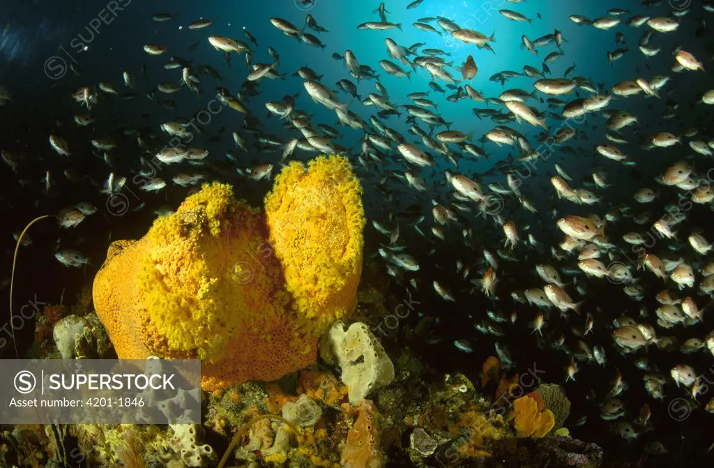 Butterfly Perch (Caesioperca lepidoptera) swarming around two Sponges riddled with Golden Zoanthids, Tasman Peninsula, Australia