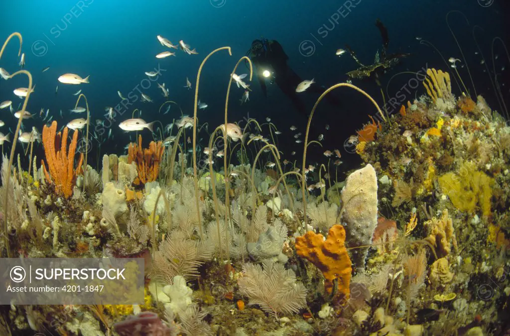 Butterfly Perch (Caesioperca lepidoptera) and diver swimming amidst Gorgonian Sea Whips, Fans and various kinds of Sponges at 40 meters depth, Tasman Peninsula, Tasmania, Australia