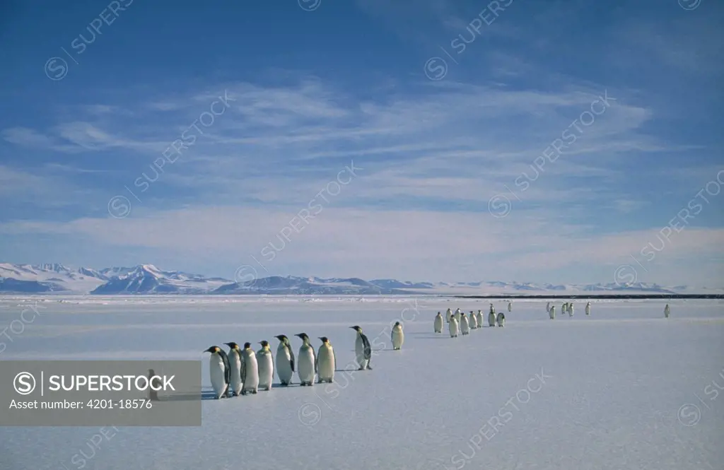 Emperor Penguin (Aptenodytes forsteri) group on ice edge with lone Adelie Penguin (Pygoscelis adeliae), Antarctica