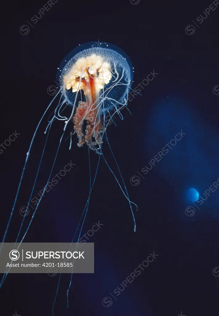 Jellyfish (Diplulmaris antarctica) 18 centimeters in diameter, many amphipods in association, Antarctica