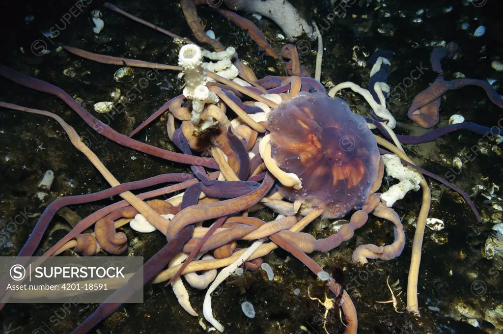 Proboscis Worm (Parborlasia corrugatus) group attack and feed on jelly, Antarctica