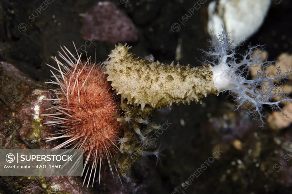 Sea Urchin (Sterechinus neumayeri) covers itself with a Sea Cucumber (Echinopsolus acanthocola) and other objects to prevent predation by anemones, Antarctica