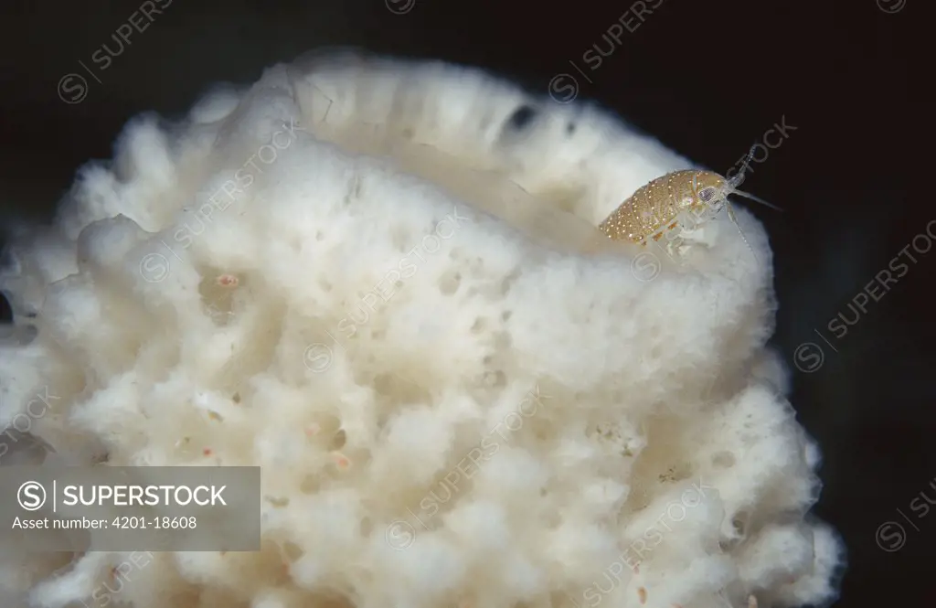 Isopod (Natatolana sp) or (Aega sp) in sponge (Haliclona dancoi) two main components of sea floor community, Antarctica