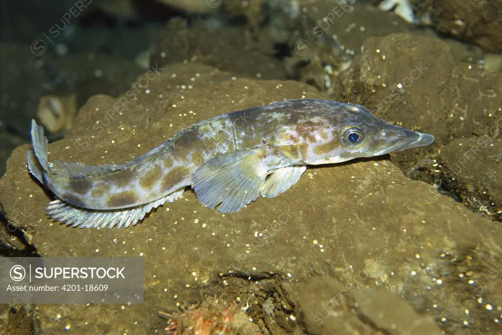 Naked Dragonfish (Gymnodraco acuticeps) uses antifreeze glycoproteins to keep from freezing in Antarctic water, Antarctica