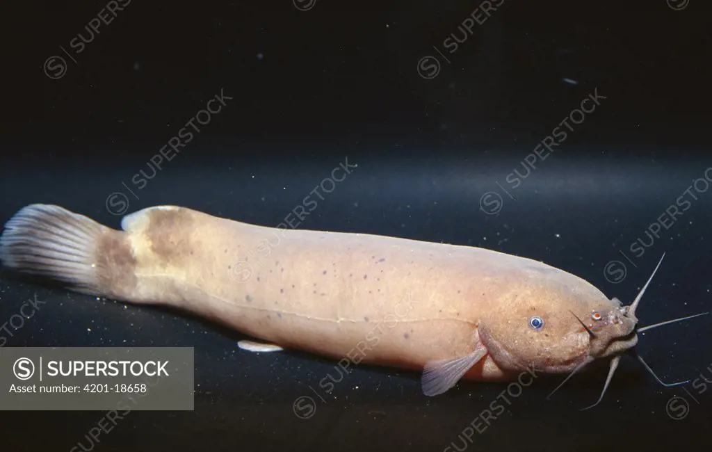 Electric Catfish (Malapterus sp) at Steinhart Aquarium, San Francisco, California, native to Africa