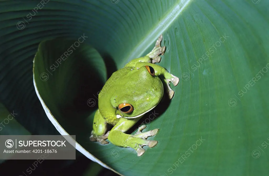 Giant Gladiator Treefrog (Hypsiboas boans) sleeps in fold of leaves by day, rainforest, Queensland, Australia