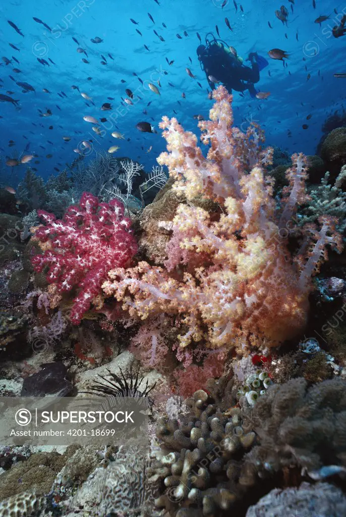 Common Lionfish (Pterois volitans) amid colorful Soft Corals, Sipidan Island, Borneo