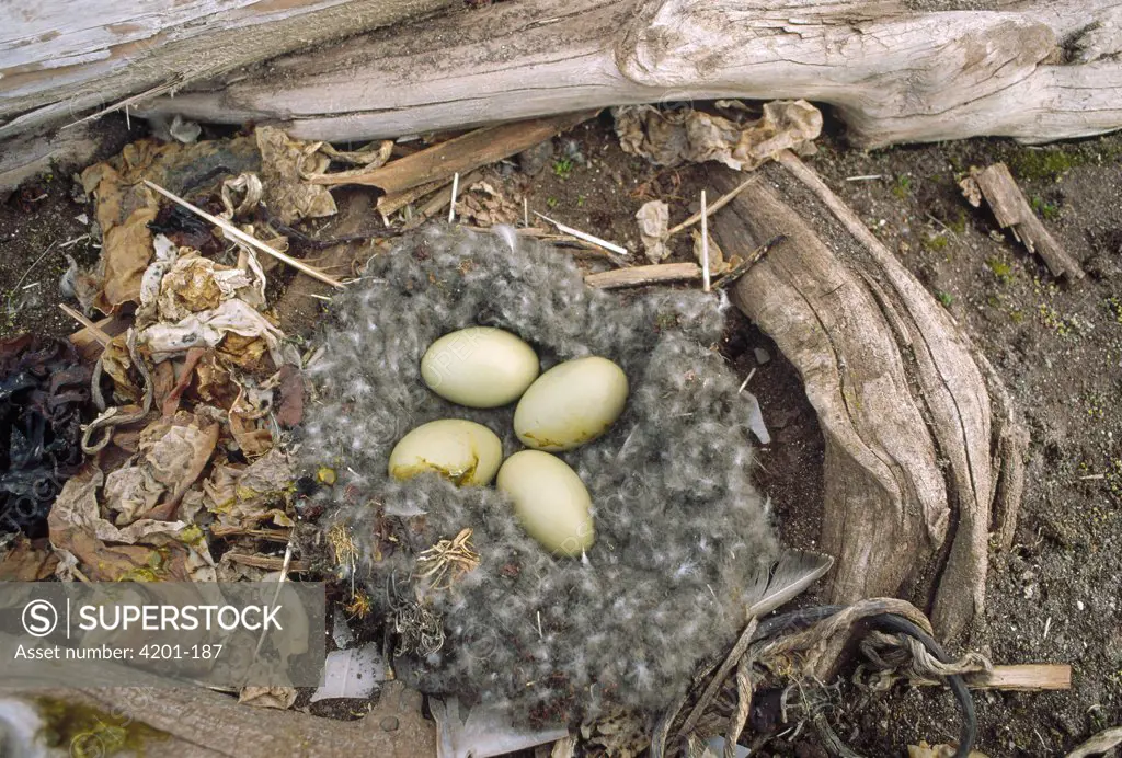 Common Eider (Somateria mollissima) four eggs in down nest among driftwood, Woodfjorden, Spitsbergen, Svalbard Archipelago, Norwegian Arctic