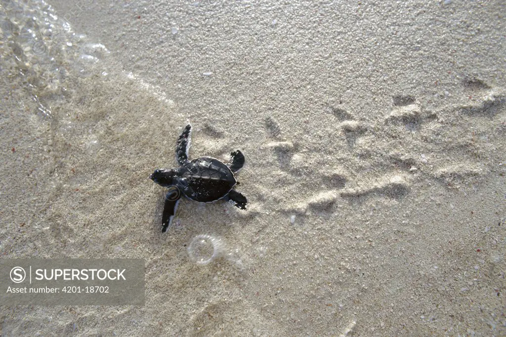 Green Sea Turtle (Chelonia mydas) hatchling, making its way to the sea, Borneo