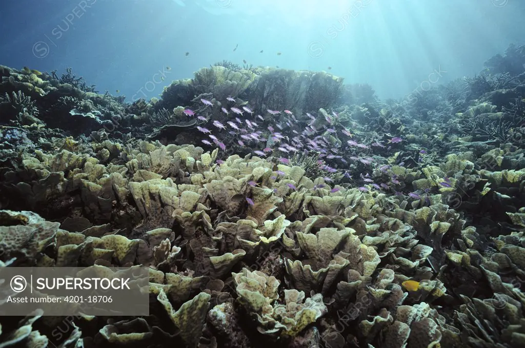Amethyst Anthias (Pseudanthias pascalus) juvenile and female, and Lettuce Corals (Agariciidae) near Sangalakki Island, Borneo